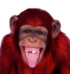 Red Monkey Avvie Pictures, Images and Photos