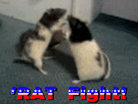 rat fight photo: 'RAT Fight! RAT_Fight.gif