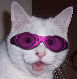 cat-rose-colored-glasses.png