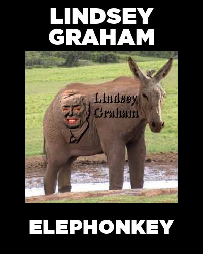 Elephonkey Lindsey Graham Pictures, Images and Photos