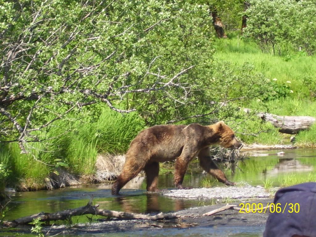 kodiak brown bear Pictures, Images and Photos