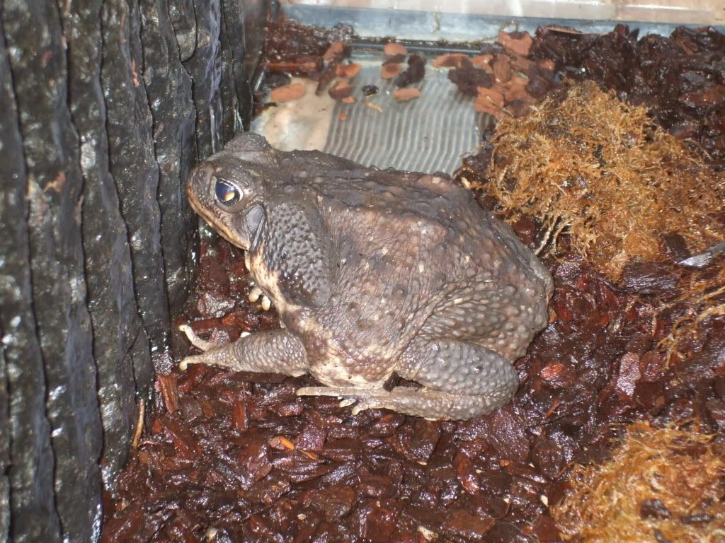 Cane toad for sale ! Reptile Forums
