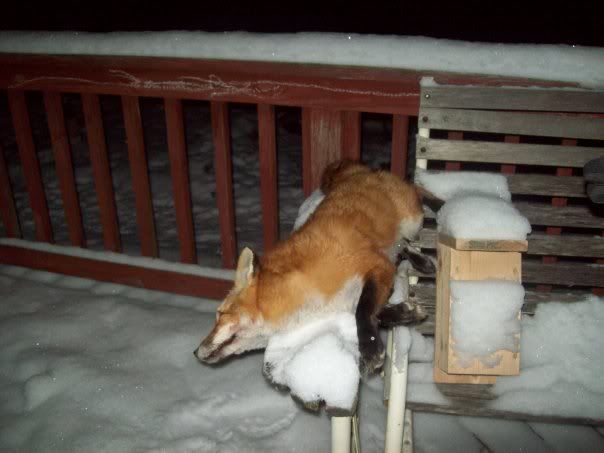 Pics of 3rd red fox in a week!! | Indiana Sportsman - Your Indiana