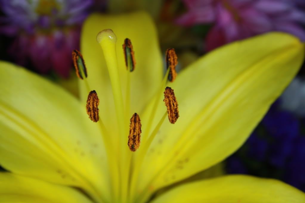 IMAGE: http://i758.photobucket.com/albums/xx225/tatymum/IMG_3958.jpg