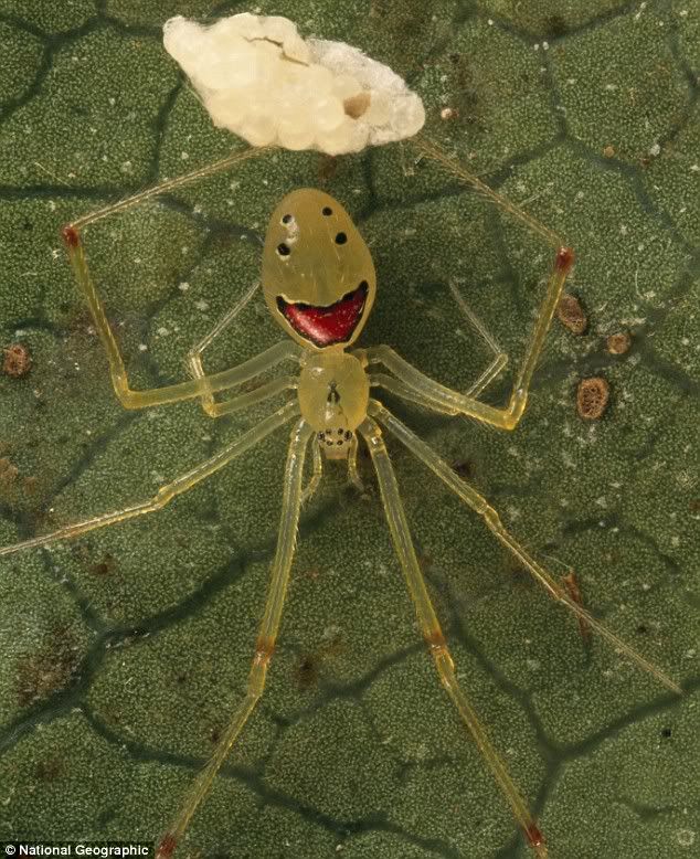 Happyfacedspider.jpg