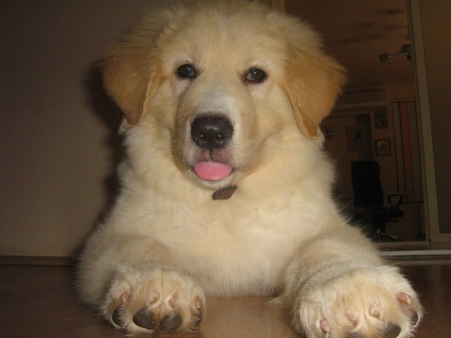 http://i758.photobucket.com/albums/xx228/claudel007/IMG_3157.jpg