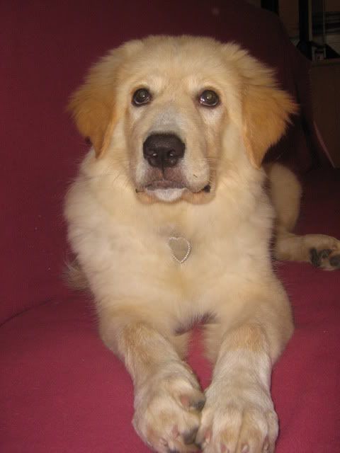 http://i758.photobucket.com/albums/xx228/claudel007/IMG_3355.jpg