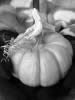 Black and White Pumpkin