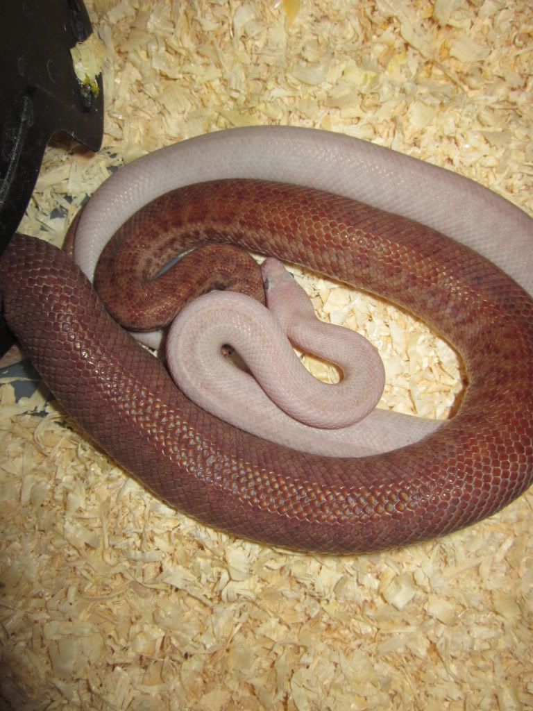 Albino Childrens Python