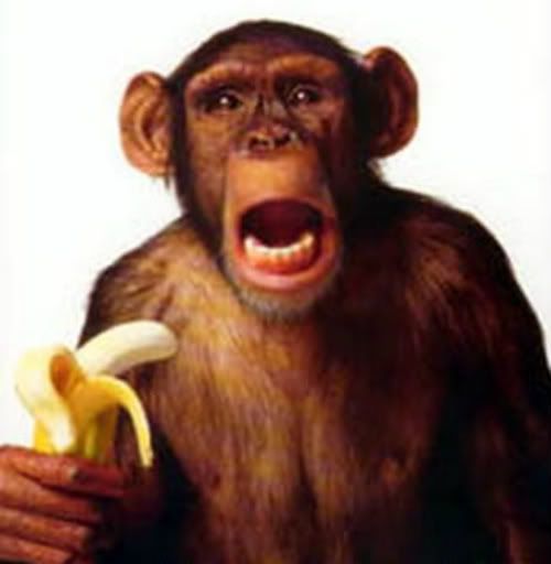 A-ChimpBanana-a-2.jpg