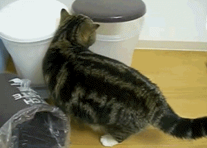 cat gifs Pictures, Images and Photos