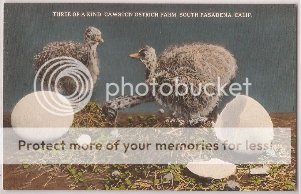 Pasadena California Postcard Cawston Ostrich Farm 3 Chicks Eggs c1920s 